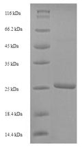 Recombinant Human Scrapie-responsive protein 1 (SCRG1) – Figure 1 of 1