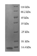 Recombinant Human Luc7-like protein 3 (LUC7L3), partial – Figure 1 of 1