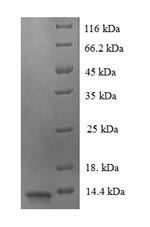 Recombinant Human Luc7-like protein 3 (LUC7L3), partial – Figure 1 of 1