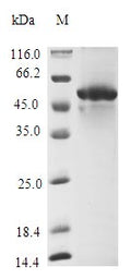(Tris-Glycine gel) Discontinuous SDS-PAGE (reduced) with 5% enrichment gel and 15% separation gel.