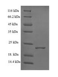 Recombinant Escherichia coli S-ribosylhomocysteine lyase (luxS) – Figure 1 of 1
