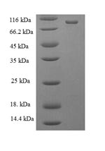 Recombinant Escherichia coli DNA mismatch repair protein MutL (mutL) – Figure 1 of 1