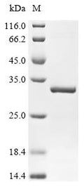 (Tris-Glycine gel) Discontinuous SDS-PAGE (reduced) with 5% enrichment gel and 15% separation gel.