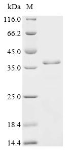 (Tris-Glycine gel) Discontinuous SDS-PAGE (reduced) with 5% enrichment gel and 15% separation gel.