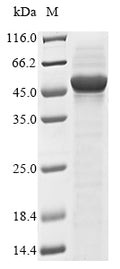 (Tris-Glycine gel) Discontinuous SDS-PAGE (reduced) with 5% enrichment gel and 15% separation gel.