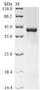 (Tris-Glycine gel) Discontinuous SDS-PAGE (reduced) with 5% enrichment gel and 15% separation gel.