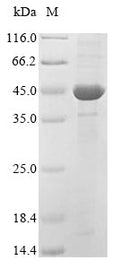(Tris-Glycine gel) Discontinuous SDS-PAGE (reduced) with 5% enrichment gel and 15% separation gel.
