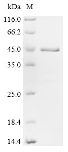 (Tris-Glycine gel) Discontinuous SDS-PAGE (reduced) with 5% enrichment gel and 15% separation gel.