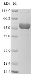 (Tris-Glycine gel) Discontinuous SDS-PAGE (reduced) with 5% enrichment gel and 15% separation gel.