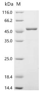 (Tris-Glycine gel) Discontinuous SDS-PAGE (reduced) with 5% enrichment gel and 15% separation gel.
