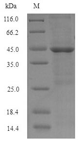 Recombinant Human Hyaluronan-binding protein 2 (HABP2), partial – Figure 1 of 1