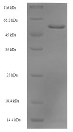Recombinant Human Septin-2 (SEPTIN2) – Figure 1 of 1