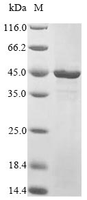 Recombinant Human Transcriptional enhancer factor TEF-3 (TEAD4), partial – Figure 1 of 1