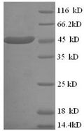 Recombinant Human ELAV-like protein 3 (ELAVL3) – Figure 1 of 1