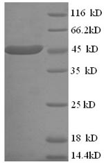 Recombinant Human ELAV-like protein 3 (ELAVL3) – Figure 1 of 1