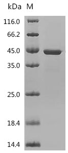 (Tris-Glycine gel) Discontinuous SDS-PAGE (reduced) with 5% enrichment gel and 15% separation gel.