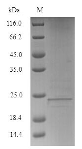 Recombinant Human Lymphocyte antigen 6E (LY6E) – Figure 1 of 1