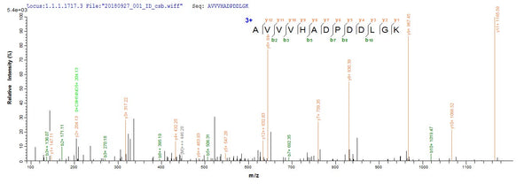 Based on the SEQUEST from database of E.coli host and target protein, the LC-MS/MS Analysis result of CSB-EP619615DOY could indicate that this peptide derived from E.coli-expressed Aspergillus japonicus sodC.