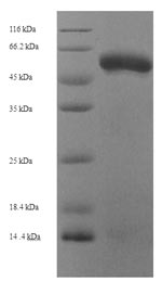 Recombinant Human Fibroleukin (FGL2) – Figure 1 of 1