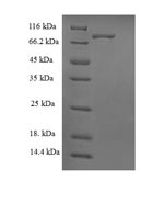 Recombinant Human BRISC complex subunit Abro1 (FAM175B) – Figure 1 of 1
