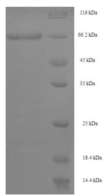 Recombinant Human Septin-7 (SEPT7) – Figure 1 of 1