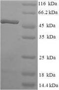 Recombinant Human Transcription elongation factor A protein 2 (TCEA2) – Figure 1 of 1