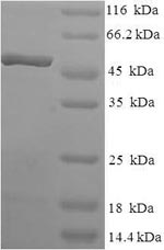 Recombinant Human Transcription elongation factor A protein 2 (TCEA2) – Figure 1 of 1