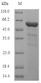 Recombinant Human Inositol polyphosphate-5-phosphatase A (INPP5A) – Figure 1 of 1