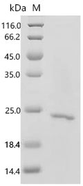 Recombinant Human Secretory phospholipase A2 receptor (PLA2R1), partial – Figure 1 of 1