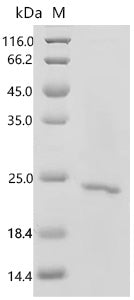 Recombinant Human Secretory phospholipase A2 receptor (PLA2R1), partial – Figure 1 of 1