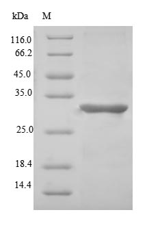 Recombinant Human Microfibrillar-associated protein 5 (MFAP5) – Figure 1 of 1