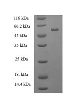Recombinant Human protein-tyrosine-phosphatase (PTPRR) – Figure 1 of 1