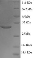 Recombinant Human Transcription initiation factor TFIID subunit 12 (TAF12) – Figure 1 of 1