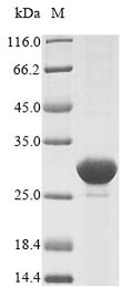 (Tris-Glycine gel) Discontinuous SDS-PAGE (reduced) with 5% enrichment gel and 15% separation gel.