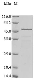 (Tris-Glycine gel) Discontinuous SDS-PAGE (reduced) with 5% enrichment gel and 15% separation gel.