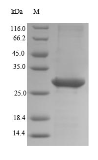 Recombinant Human Embryonic stem cell-related gene protein (HESRG) – Figure 1 of 1