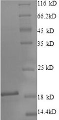 Recombinant Bovine Cytosol aminopeptidase (LAP3), partial – Figure 1 of 1