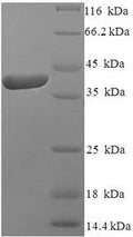 Recombinant Human Izumo sperm-egg fusion protein 4 (IZUMO4) – Figure 1 of 1