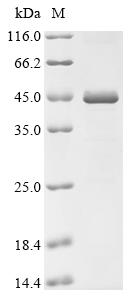 (Tris-Glycine gel) Discontinuous SDS-PAGE (reduced) with 5% enrichment gel and 15% separation gel.