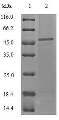 Recombinant Staphylococcus aureus Alpha-hemolysin (hly) – Figure 1 of 1