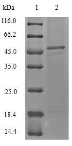 Recombinant Staphylococcus aureus Alpha-hemolysin (hly) – Figure 1 of 1