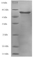 Recombinant Bovine Heterogeneous nuclear ribonucleoproteins A2/B1 (HNRNPA2B1) – Figure 1 of 1