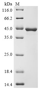 (Tris-Glycine gel) Discontinuous SDS-PAGE (reduced) with 5% enrichment gel and 15% separation gel.