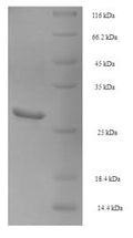 Recombinant Pig Beta-nerve growth factor (NGF) – Figure 1 of 1