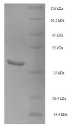 Recombinant Pig Beta-nerve growth factor (NGF) – Figure 1 of 1