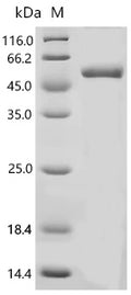 Recombinant Pig Scavenger receptor cysteine-rich type 1 protein M130 (CD163), partial – Figure 1 of 1