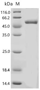 Recombinant Pig Scavenger receptor cysteine-rich type 1 protein M130 (CD163), partial – Figure 1 of 1