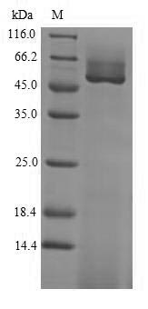 (Tris-Glycine gel) Discontinuous SDS-PAGE (reduced) with 5% enrichment gel and 15% separation gel.