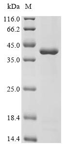 (Tris-Glycine gel) Discontinuous SDS-PAGE (reduced) with 5% enrichment gel and 15% separation gel.