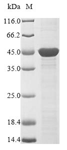 (Tris-Glycine gel) Discontinuous SDS-PAGE (reduced) with 5% enrichment gel and 15% separation gel.